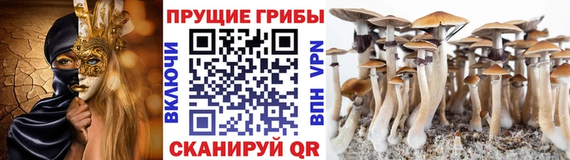 цены KRAKEN вход площадка клад Шатура Галлюциногенные грибы Cubensis